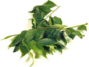 Curry Leaves
