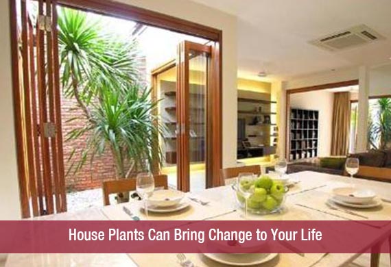 House Plants Can Bring Change to Your Life