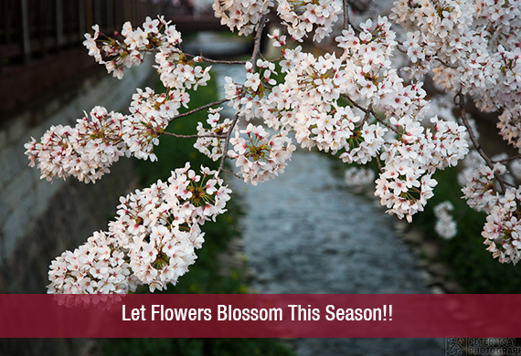 Let Flowers Blossom This Season!!