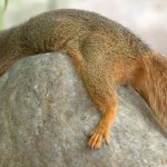 tired-squirrel2