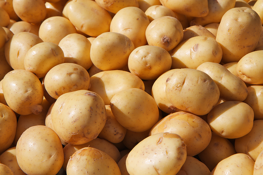 Potato-Yukon-gold1