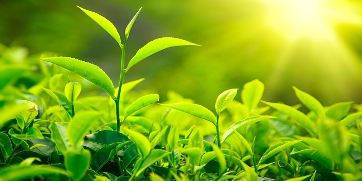 Green-Teaa
