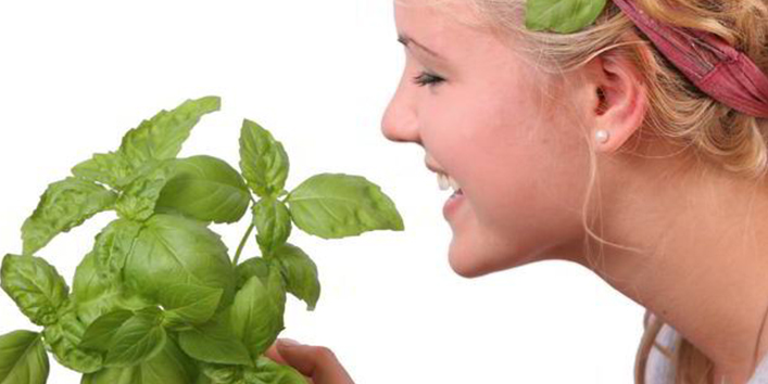 Basil-leaves