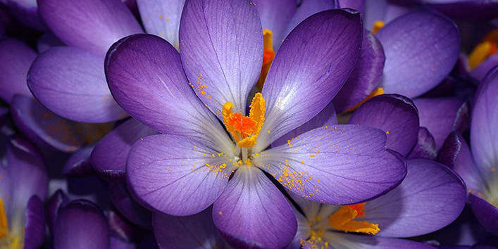 Crocus