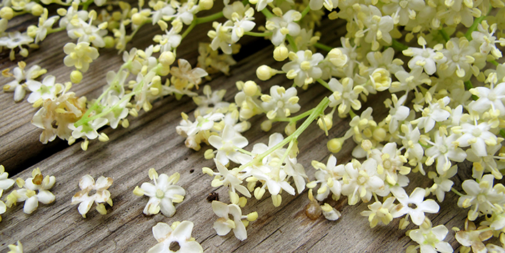 Elderflower-Oil