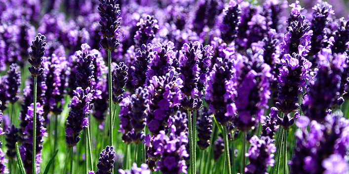 Lavender-Oil