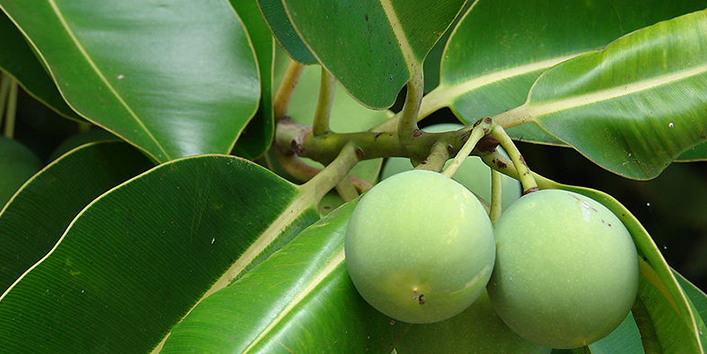 Tamanu-oil