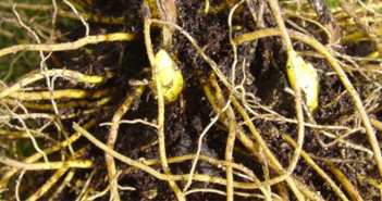 Goldenseal-and-water (1)