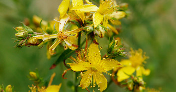St-John-Wort