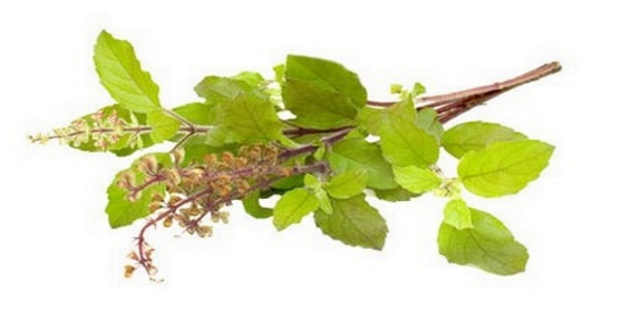 holy basil