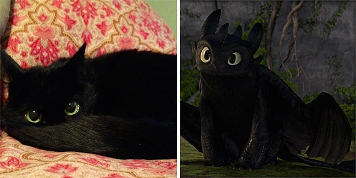 cat looks