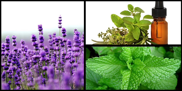 Aromatherapy-Collarge