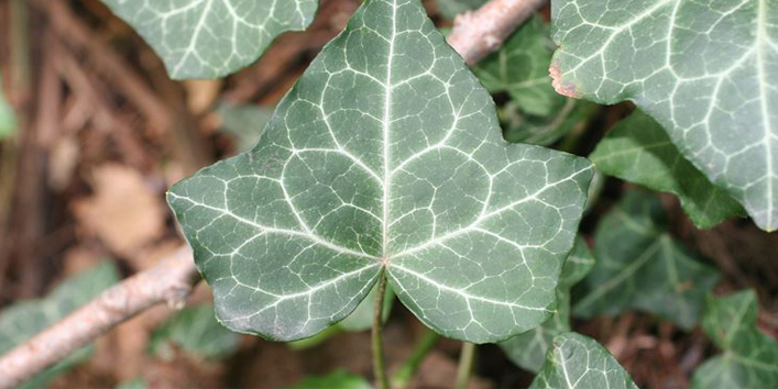 Ivy-leaves