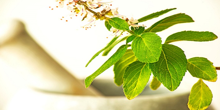 Holy Basil